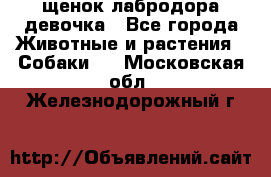 щенок лабродора девочка - Все города Животные и растения » Собаки   . Московская обл.,Железнодорожный г.